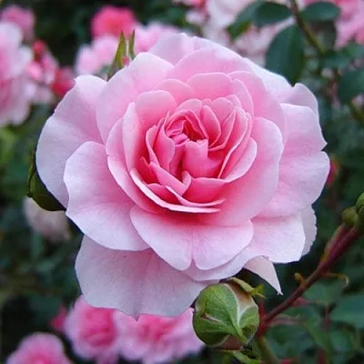 Саженцы роз БОНИКА флорибунда  Саженцы роз БОНИКА флорибунда в Ростове-на-Дону