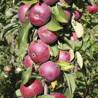 Яблоня ЕСЕНИЯ колонновидная  Яблоня ЕСЕНИЯ колонновидная в Ростове-на-Дону