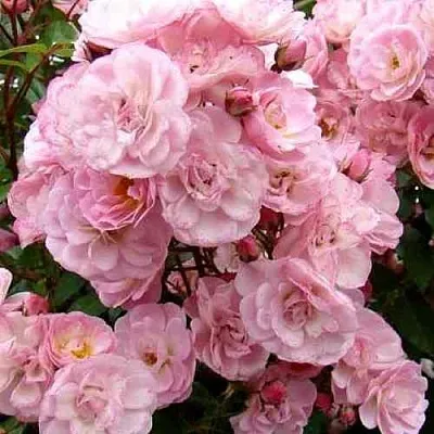 Саженцы роз ХЕВЕНЛИ ПИНК мускусная  Саженцы роз ХЕВЕНЛИ ПИНК мускусная в Ростове-на-Дону