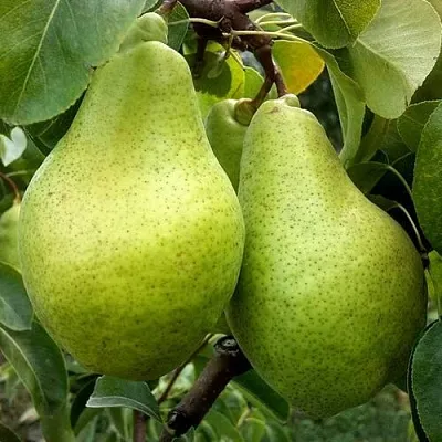 Груша НОЯБРЬСКАЯ ЗИМНЯЯ  Груша НОЯБРЬСКАЯ ЗИМНЯЯ в Ростове-на-Дону