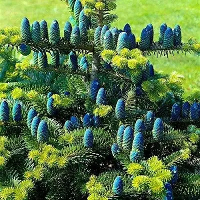 Пихта корейская   Пихта корейская  в Ростове-на-Дону