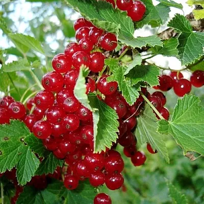 Смородина красная ГОЛЛАНДСКАЯ КРАСНАЯ  Смородина красная ГОЛЛАНДСКАЯ КРАСНАЯ в Ростове-на-Дону