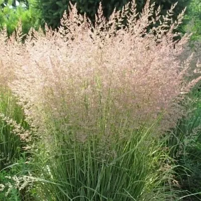 Вейник ОВЕРДАМ остроцветковый  Вейник ОВЕРДАМ остроцветковый в Ростове-на-Дону