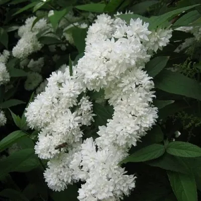 Дейция КАНДИДИССИМА шершавая  Дейция КАНДИДИССИМА шершавая в Ростове-на-Дону