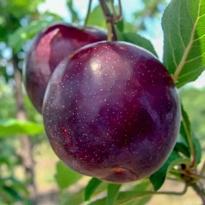 Слива АНЖЕЛИНО  Слива АНЖЕЛИНО в Ростове-на-Дону