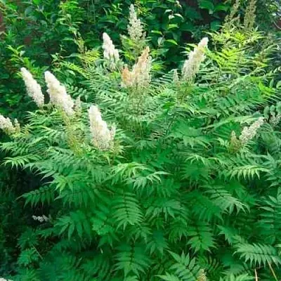 Рябинник рябинолистный СЭМ  Рябинник рябинолистный СЭМ в Ростове-на-Дону