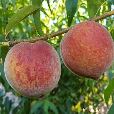 Персик КОНДОР  Персик КОНДОР в Ростове-на-Дону