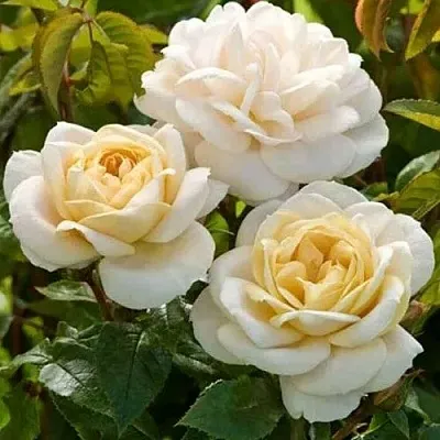 Саженцы роз ДЖЕЙ ПИ КОННЕЛ шраб  Саженцы роз ДЖЕЙ ПИ КОННЕЛ шраб в Ростове-на-Дону