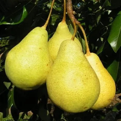 Груша ВИЛИЯ  Груша ВИЛИЯ в Ростове-на-Дону