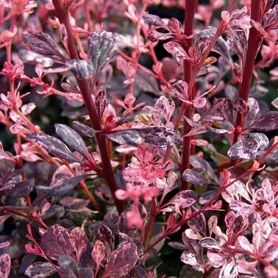 Барбарис АРЛЕКИН тунберга в Ростове-на-Дону