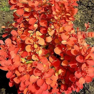 Барбарис ОРАНЖ ФАЙЕР тунберга в Ростове-на-Дону