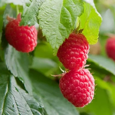 Малина МАРАВИЛЛА  Малина МАРАВИЛЛА в Ростове-на-Дону