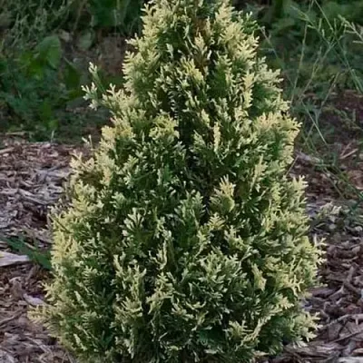 Туя БРАБАНТ ВАРИЕГАТТА западная  Туя БРАБАНТ ВАРИЕГАТТА западная в Ростове-на-Дону