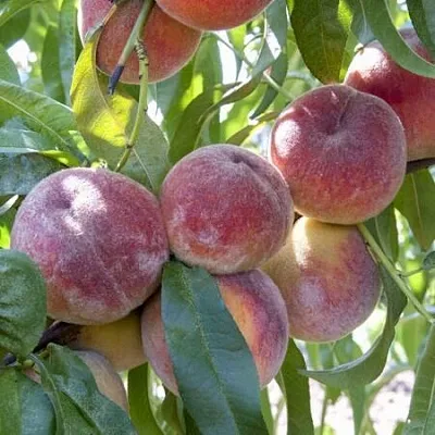 Персик ЗАРМЕНЮ  Персик ЗАРМЕНЮ в Ростове-на-Дону