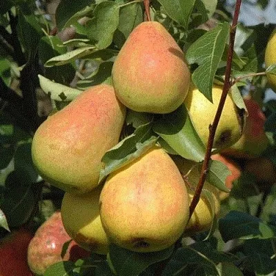 Груша СЕВЕРЯНКА  Груша СЕВЕРЯНКА в Ростове-на-Дону