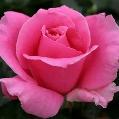 Саженцы роз ЭЙФЕЛЕВА БАШНЯ чайно-гибридная в Ростове-на-Дону