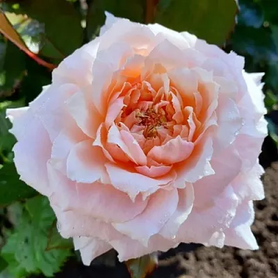 Саженцы роз ТСУМУГИ японская  Саженцы роз ТСУМУГИ японская в Ростове-на-Дону