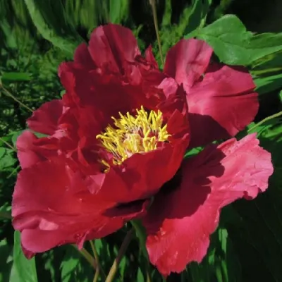 Пион КРАСНЫЙ ЛОТОС древовидный в Ростове-на-Дону