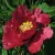 Пион КРАСНЫЙ ЛОТОС древовидный — описание сорта Пион КРАСНЫЙ ЛОТОС древовидный в Ростове-на-Дону