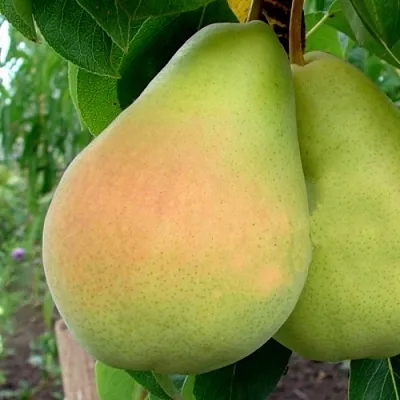 Груша ВИКТОРИЯ  Груша ВИКТОРИЯ в Ростове-на-Дону