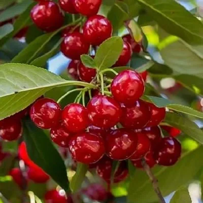 Вишня ГИРЛЯНДА  Вишня ГИРЛЯНДА в Ростове-на-Дону