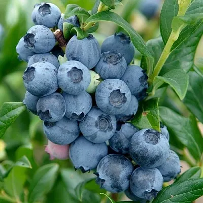 Голубика ХАРДИБЛЮ  Голубика ХАРДИБЛЮ в Ростове-на-Дону