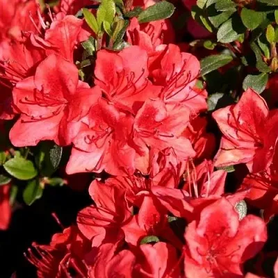 Азалия ФРИДОЛАЙН японская в Ростове-на-Дону