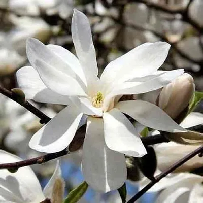 Магнолия ЛЕБНЕРА МЕРРИЛЛ  Магнолия ЛЕБНЕРА МЕРРИЛЛ в Ростове-на-Дону