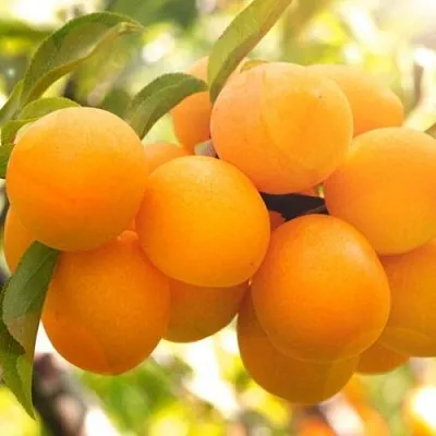 Слива МАРА  Слива МАРА в Ростове-на-Дону