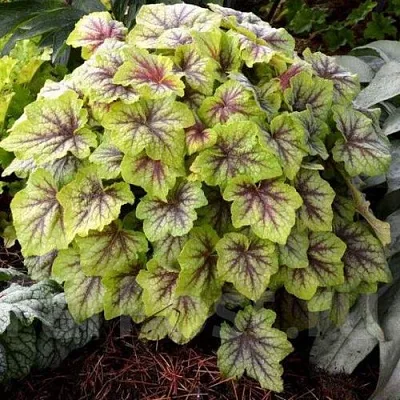 саженцы гейхеры саженцы гейхеры