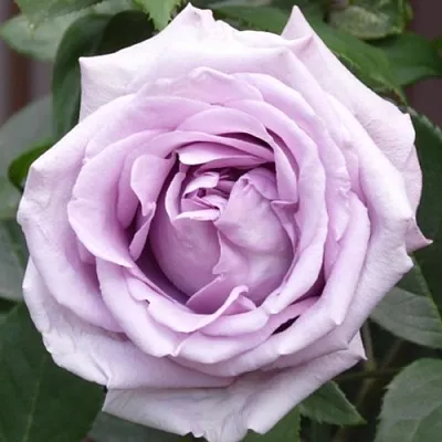 Саженцы роз ИНДИГОЛЕТТА плетистая  Саженцы роз ИНДИГОЛЕТТА плетистая в Ростове-на-Дону