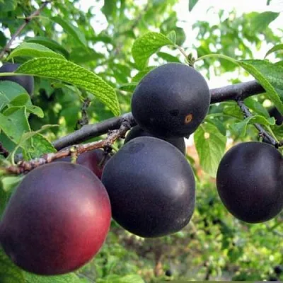 ЧЕРРИКОС  ЧЕРРИКОС в Ростове-на-Дону