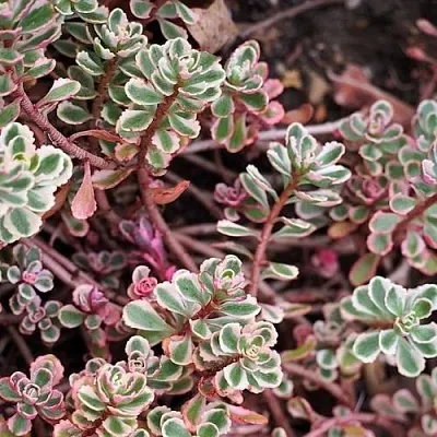 Очиток (седум) ТРИКОЛОР ложный  Очиток (седум) ТРИКОЛОР ложный в Ростове-на-Дону