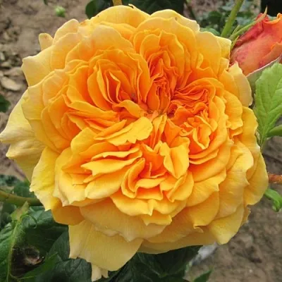 Саженцы роз ЛЕА ТУТУ шраб  Саженцы роз ЛЕА ТУТУ шраб в Ростове-на-Дону