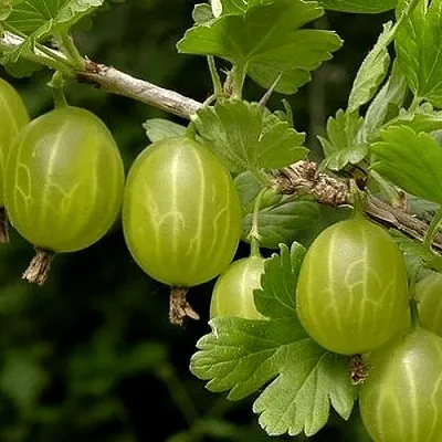 Крыжовник УРАЛЬСКИЙ БЕСШИПНЫЙ  Крыжовник УРАЛЬСКИЙ БЕСШИПНЫЙ в Ростове-на-Дону