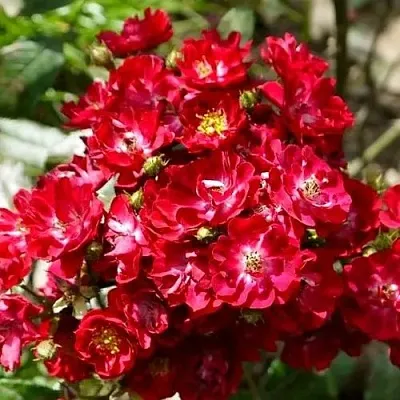 Саженцы роз АЛЬБЕРИХ полиантовая  Саженцы роз АЛЬБЕРИХ полиантовая в Ростове-на-Дону