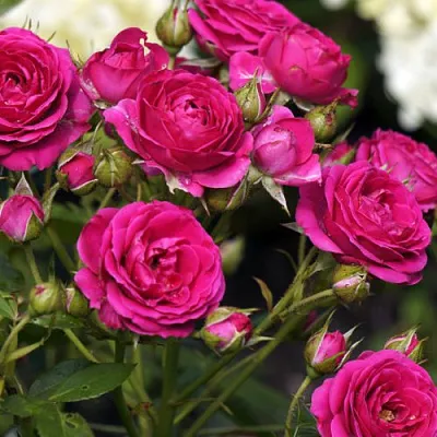 Саженцы роз БЕБИ КРИМСОН миниатюрная  Саженцы роз БЕБИ КРИМСОН миниатюрная в Ростове-на-Дону