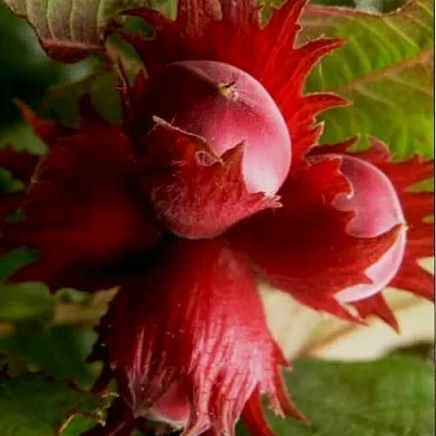 Фундук БАГРЯНЕЦ  Фундук БАГРЯНЕЦ в Ростове-на-Дону