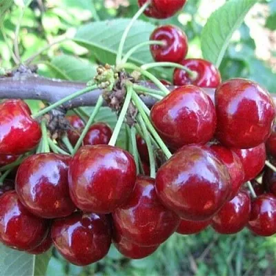 Вишня ДЕСЕРТНАЯ МОРОЗОВОЙ  Вишня ДЕСЕРТНАЯ МОРОЗОВОЙ в Ростове-на-Дону