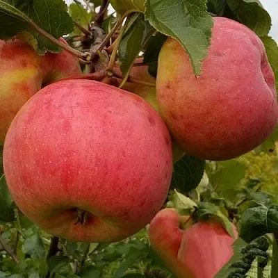 Яблоня БОЛОТОВСКОЕ  Яблоня БОЛОТОВСКОЕ в Ростове-на-Дону