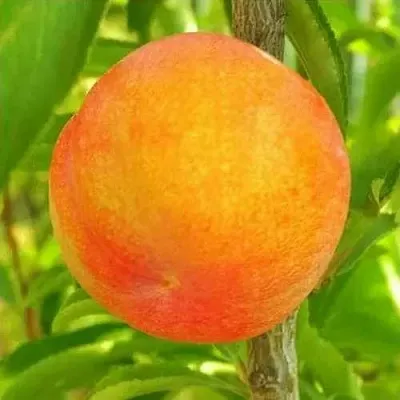 Шарафуга БЕЛЛА ГОЛД  Шарафуга БЕЛЛА ГОЛД в Ростове-на-Дону