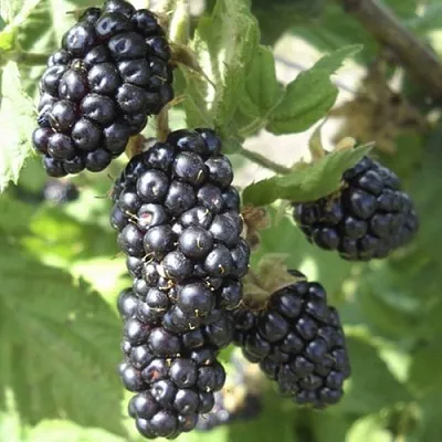 Ежемалина МАРИОН  Ежемалина МАРИОН в Ростове-на-Дону