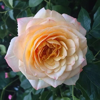 Саженцы роз АБЕЙ ДЕ СЕНТ-АМАН шраб  Саженцы роз АБЕЙ ДЕ СЕНТ-АМАН шраб в Ростове-на-Дону