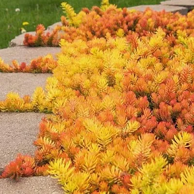 Очиток (седум) АНГЕЛИНА оттогнутый  Очиток (седум) АНГЕЛИНА оттогнутый в Ростове-на-Дону