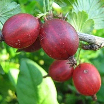 Крыжовник ЩЕДРЫЙ  Крыжовник ЩЕДРЫЙ в Ростове-на-Дону