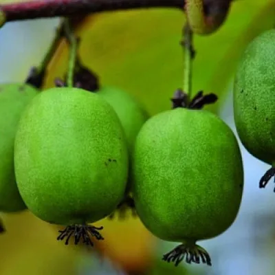 саженцы актинидии саженцы актинидии