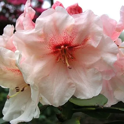 Рододендрон ХАНЯ	  Рододендрон ХАНЯ	 в Ростове-на-Дону