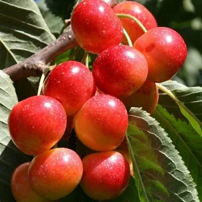 Черешня ГАСТИНЕЦ  Черешня ГАСТИНЕЦ в Ростове-на-Дону