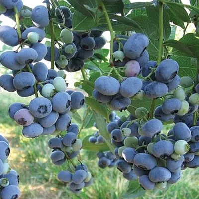 Голубика ЛИБЕРТИ  Голубика ЛИБЕРТИ в Ростове-на-Дону