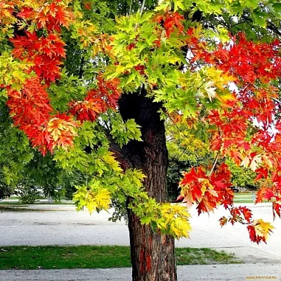 Клен  Клен в Ростове-на-Дону